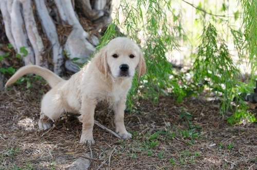 Complete Guide to House Training a Puppy or New Dog