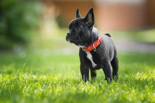 How to assess the temperament of a French Bulldog puppy