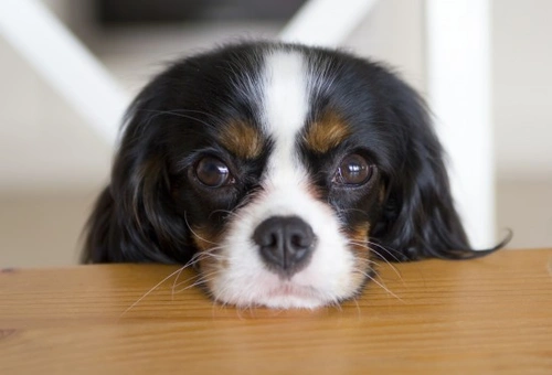 How to Keep Your Dog Off Counters and Tables