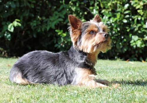 Yorkshire vs Australian Silky Terrier: Which Small Dog Suits You?
