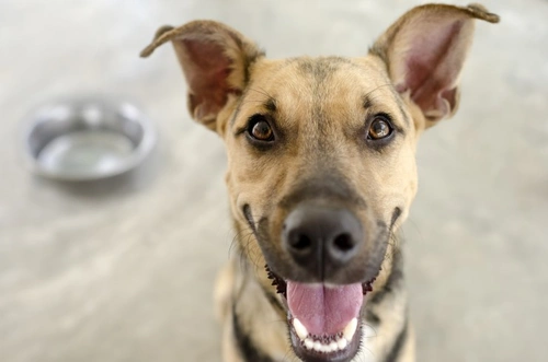 Effective treatment options for dogs with cirrhosis