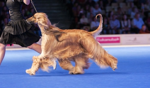 How to Improve Your Dog’s Coat Quality: 7 Essential Tips