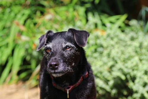 Dogs and warts around the eyes: causes and treatments