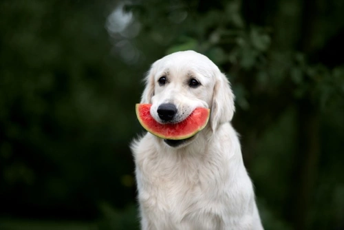 7 Fruit Stone Risks for Dogs + UK First Aid Tips 2025