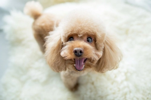 5 Effective Ways to Entertain Your Dog at Home