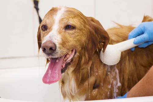 Baños frecuentes para aliviar alergias en perros: consejo experto