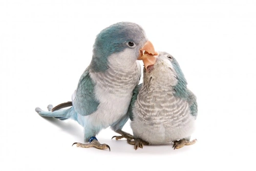Discover the Different Varieties of Quaker Parakeets