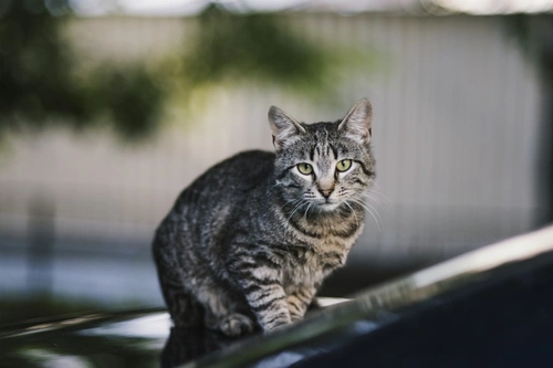 Cognitive Dysfunction Syndrome in Cats: Symptoms, Causes & Care