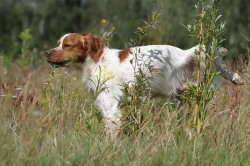 Understanding Dog Urine Marking: What Your Dog Communicates