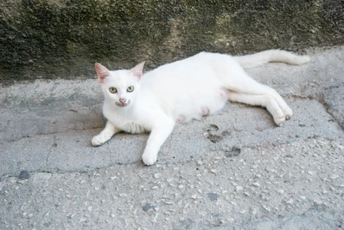 Complete Guide to Taking Care of a Pregnant Cat