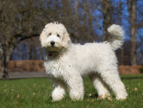 8 datos informativos sobre el Labradoodle