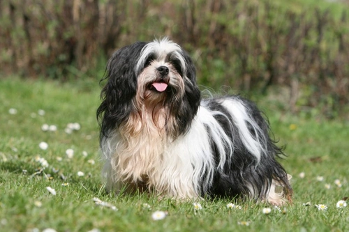 Chronic Gastritis in Dogs: Causes, Symptoms & Care