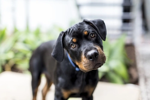 Understanding Your Puppy's Nutritional Needs: A Complete Guide