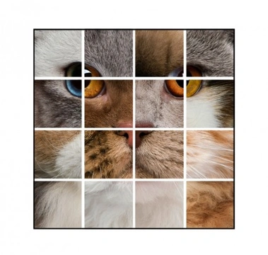 Explore Cat Breeds: Unique Traits and Origins