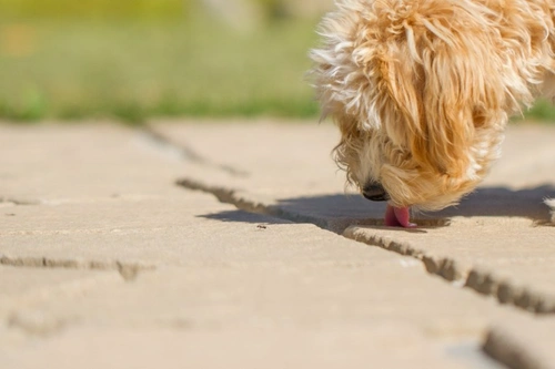 Flying ant day 2021 and your dog