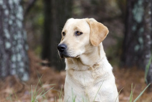 Alabama Rot Rising in the UK: What Dog Owners Must Know