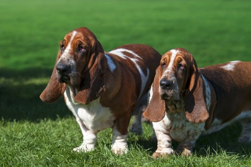 Ectropion in Dogs: Causes, Symptoms & Treatment Guide