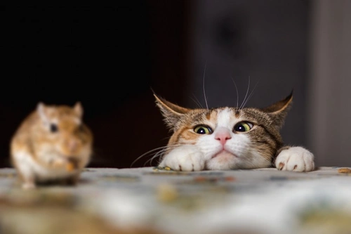 Tom and Jerry syndrome in cats: Causes, symptoms & care
