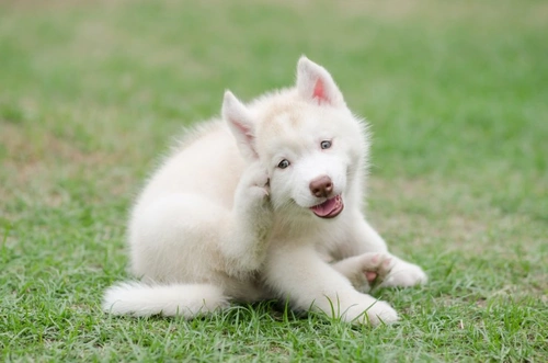 Complete Guide to Dog Flea Lifecycle and Prevention