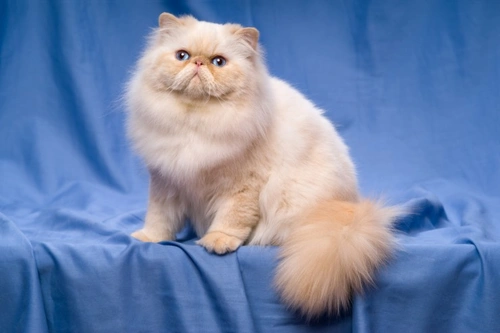 Problemas comunes de piel en el gato persa: causas y cuidados