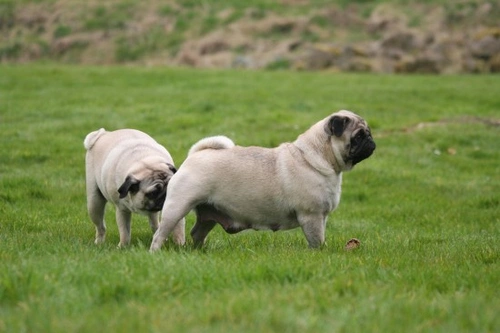 Por qué los perros se huelen el trasero: explicación