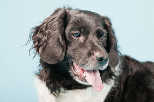 Stabyhoun: A Rare Dog Breed Worth Waiting For