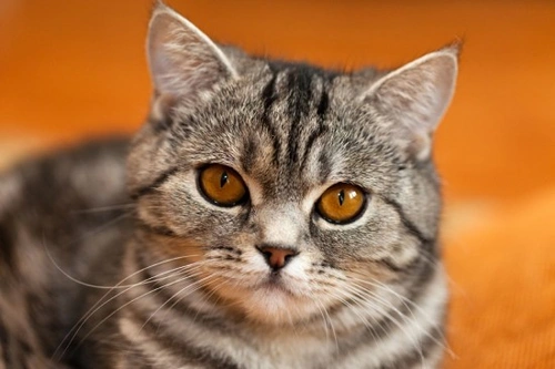 Comprehensive Guide to Cats for Potential Cat Owners