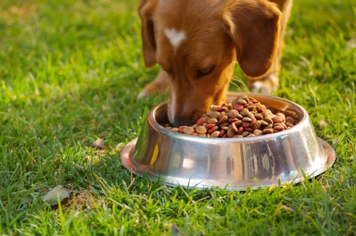 5 Essential Tips for Dog Owners Feeding Dry Food or Kibble
