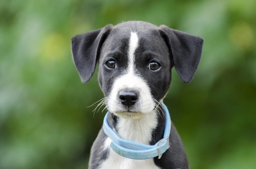 7 common dog preventative healthcare misconceptions debunked