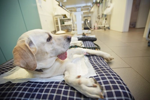 Understanding Hypoalbuminemia in Dogs: Causes, Symptoms & Care