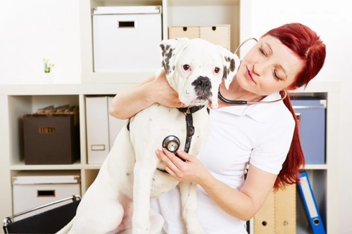 Guide to Canine Breed Club Heart Testing in the UK