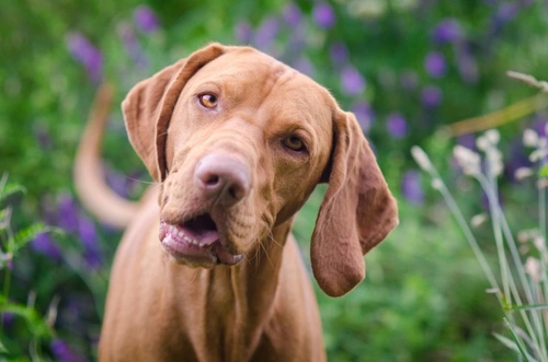 Tetanus in Dogs: Causes, Symptoms & Prevention