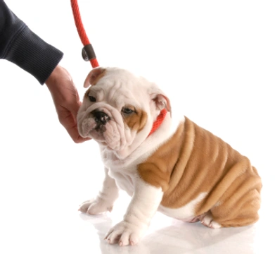La importancia de la sociabilización de los cachorros para la prevención de futuros problemas de comportamiento