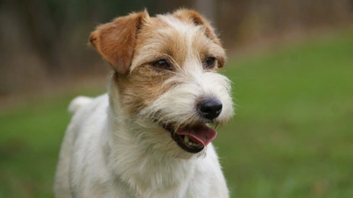 Is a Jack Russell the Right Dog for You? Key Traits & Care