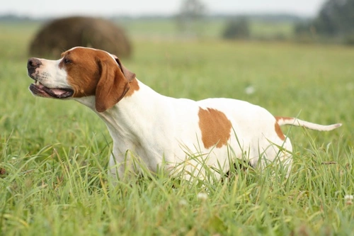 5 datos fascinantes sobre el perro Pointer inglés