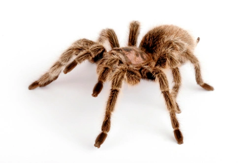 Las tarántulas como animales de compañía