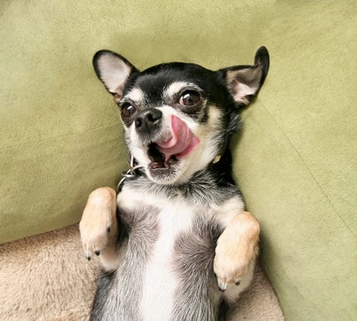 Chihuahua Dogs: Common Health Conditions & Care Guide