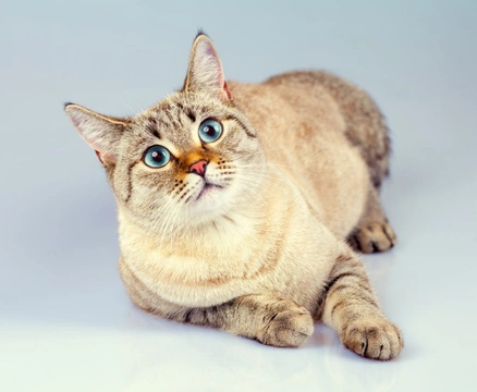 6 Cat Coat Changes That Need Your Attention