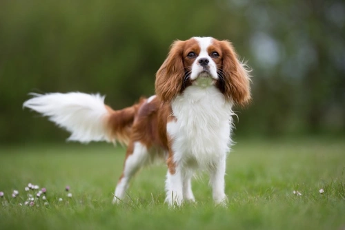 Mitral valve disease in dogs: symptoms, breeds & testing