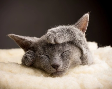 Inappropriate Purring in Cats: Causes and What to Do