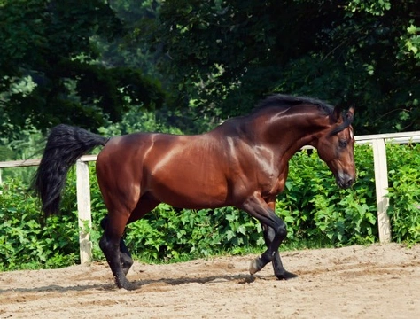 History of the Thoroughbred Horse: Origins & Global Influence