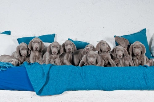 Dog Litter Sizes: Key Factors That Influence Puppy Numbers