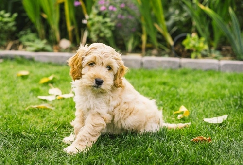 5 Key Advantages of Choosing Hybrid Dogs Over Pedigrees