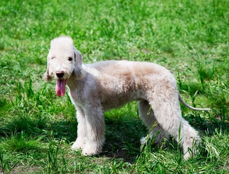 3 razas de perros adorables y con encantos únicos