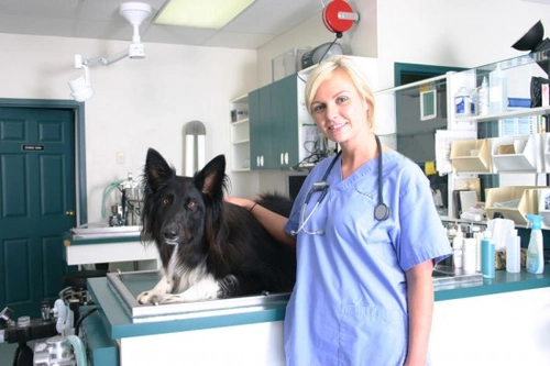 Is it a Veterinary Emergency? When to Call Your Vet