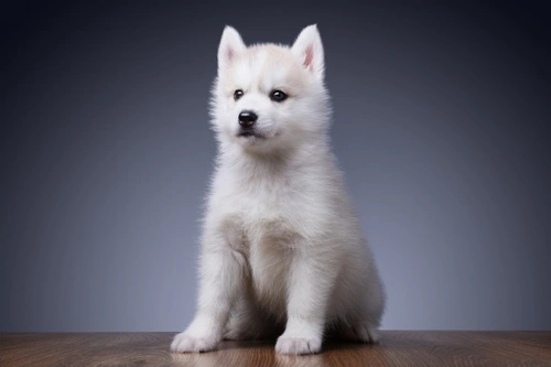 Factors Shaping Canine Temperament and Behaviour