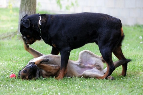 How to Re-train an Alpha Dog: Modern Positive Methods