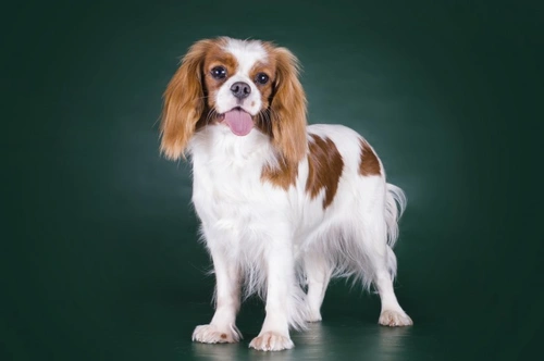 Canine Hyperthermia and Overexertion: Causes, Symptoms & Care