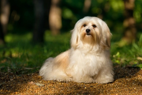 Why a Havanese dog could be the perfect small breed for you