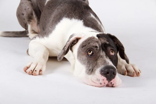 Enfermedad de Addison en perros: síntomas y tratamiento
